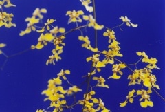 ���󥷥��塼�ࡡ���֥ꥶ����Onc.obrizatum�ڲ֤ʤ�����