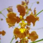 ���󥷥��塼�ࡡ���ꥹ�ѥ�<br>Onc.crispum�ڲ֤ʤ�����