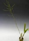 ���󥷥��塼�ࡡ�ȥ����ե����<BR>Onc.truliferum�ڲ֤ʤ�����