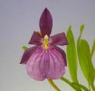 �ߥ�ȥ˥� ���ڥ����ӥꥹ ���ꥢ�� �ƥ������<BR>Milt.spectabilis var. moreliana ��Carl�� AM/AOS�ڲ֤ʤ�����