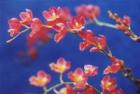 �ۡ������顡��ХС����ȡƥץ��ʥˡ�<BR>Hwara.Lava Burst��Puanani�ǡڲ֤ʤ�����