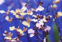 �����Υץ��������ȥꥭ���ꥪ���ǥ����������󥷥��塼�ࡡ�ե쥭��������Ionopsis utricularioides x Onc.flexiosum�ڲ֤ʤ�����
