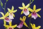 �ߥ�ȥ˥������ޥ�����ƥե�å���ࡼ���<BR>Miltonia Summer Time��Flash Moon�ǡڲ֤ʤ�����
