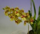 �ߥ�ȥ˥��塼�ࡡ�ץץ������󥻥åȡ�H&R��<BR>Miltonidium Pupukea Sunset��Puanani�ǡڲ֤ʤ�����