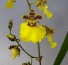 ���󥷥��塼�ࡡ����ʥ�������ɡƥ����ʥ��<BR>Onc.Jumbao Gold��Tainan�ǡڲ֤ʤ�����
