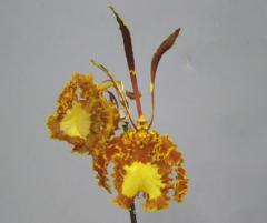���󥷥��塼�� �����Onc.Kalihi�ڲ֤ʤ�����