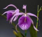 �֥饽��ꥢ �⡼�˥󥰥������� �ƥХ�󥿥��󥭥å���<BR>Bl.Morning Glory ��Valentine Kiss�ǡڲ֤ʤ�����