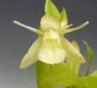 �������� ��˥ե����� �����<BR>Coel.uniflora var. alba�ڲ֤ʤ�����