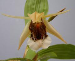 �������� ���ڥ�����Coel.speciosa�ڲ֤ʤ�����