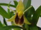 �������� ��˥ե�����<BR>Coel.uniflora�ڲ֤ʤ�����