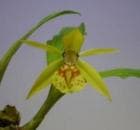 �������� ����ꥢ��<BR>Coel.schilleriana�ڲ֤ʤ�����