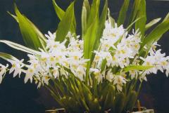 �������� �����饻�� �ƥ����١�Coel.ochracea ��Kobe�� BM/JOGA�ڲ֤ʤ�����