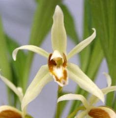 �������� ���饷�ե��ꥢCoel.gracifolia�ڲ֤ʤ�����