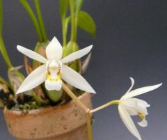  ե饯 ƥåܡCoel.flaccida Lucky Boyǡڲ֤ʤ