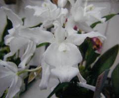 �������� ���ꥹ������ �����Coel.cristata var. alba�ڲ֤ʤ�����