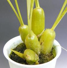 �������� �����饻��Coel.ochracea�ڲ֤ʤ�����