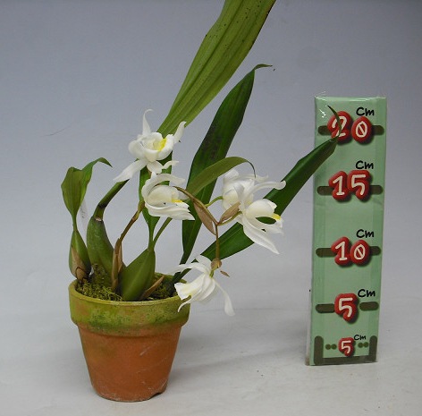 洋蘭 洋ラン 原種 セロジネ Coel. multiflora 開花大株 jpg 洋蘭coecristatagal 洋ラン 原種 セロジネ Coel. multiflora 開花大株