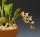 �ե���ɡ��� ���ͥ󥷥�<BR>Pholidota sinensis�ڲ֤ʤ�����