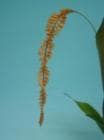 �ǥ�ɥ������ �ץ��ԥ󥭥塼��<BR>Dendrochilum propinqum�ڲ֤ʤ�����