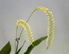 �ǥ�ɥ������ �ޥ��ʥ�<BR>Dendrochilum magnum�ڲ֤ʤ�����