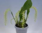 �ǥ�ɥ������ �ե���ե���塼��<BR>Dendrochilum filifolium�ڲ֤ʤ�����