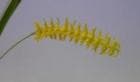 �ǥ�ɥ������ ���饯�˥ƥ�<BR>Dendrochilum arachnites�ڲ֤ʤ�����