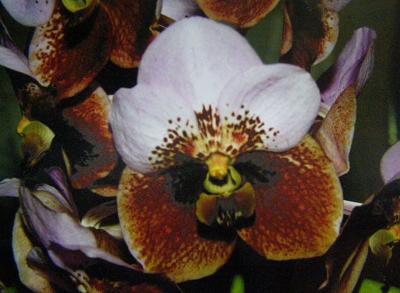 希少　V.sanderiana バンダ　サンデリアナ苗 希少 v.sanderiana バンダ サンデリアナ 苗 - メルカリ