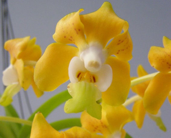 �Х�� �ǥ˥��˥��� V.denisoniana�ڲ֤ʤ����ۡڸ���ۡ�˧������