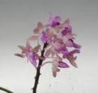 ǥեǥ˥ ߥȥ顼<BR>Siedenfadenia mitrata (=Aerides mitrata)ڲ֤ʤ