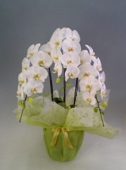 ��ĳ�����򡡣���Ω���������ذʾ�ڥ��եȸ������ʡ�����̵����