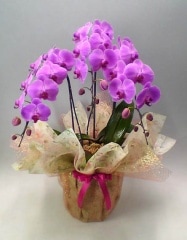 ��ĳ�����ԥ󥯡�����Ω���������ذʾ�ڥ��ե��б����ʡ�����̵����