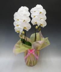 ��ĳ�����򡡣���Ω���������ذʾ�ڥ��ե��б����ʡ�����̵����