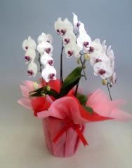 ��ĳ�������֡ʥ��ߥ���Сˡ�����Ω���������ذʾ�ڥ��ե��б����ʡ�����̵����