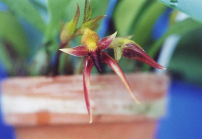 バルボフィラム レイシアナム<BR>Bulb.leysianum【花なし株】 | 【苗