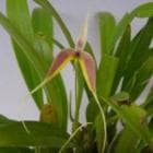 <BR>Bulbophyllum blumeiڲ֤ʤ