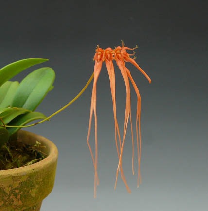 バルボフィラム チンガブリアナム<BR>Bulb.tingabrinum【花なし株