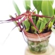 ڲ֤ʤ Хܥե ɥǥʥ ƥ١ Bulb.wendlandianum Abe  3ȭ 15cm ֥(BS)