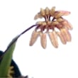 ڲ֤ʤ ۥڥ ޥ Cirr.(Bulb.)maculosum  3ȭ 15cm ֥(BS)