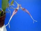 <BR>Bulbophyllum biflorumڲ֤ʤ