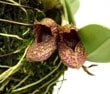 ڲ֤ʤ Хܥե եƥ Bulb.frostii  2.5ȭ 10cm ֥(BS)