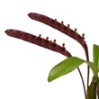 ڲ֤ʤ Хܥե ե륫 ƥ󥰥른 Bulb.falcatum Jungel GEM  3ȭ 15cm ֥(BS)
