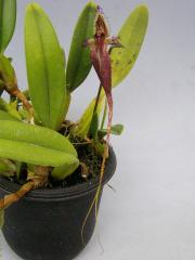 ۥڥ եå͡Cirr.fascinatorڲ֤ʤ