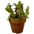 ڲ֤ʤ Хܥե 饷 Bulb.lasiochilum  3ȭ 15cm ֥(BS)