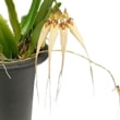 ڲ֤ʤ Хܥե 륤 Bulb.Louis Sander ۼ 3ȭ 20cm ֥(BS)