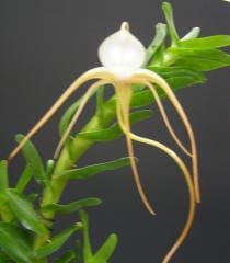 ���󥰥쥫�� ��⥵�� ���ԥ���Angcm.ramosum var. typicum�ڲ֤ʤ�����
