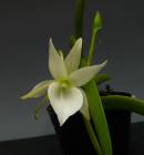 󥰥쥫 쥪˥<BR>Angcm.leonisڲ֤ʤۡڸۡ˧