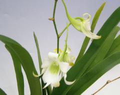 �ĥӥ˥��ե��� ���֥���Tsubenicofira robsuta�ڲ֤ʤ�����