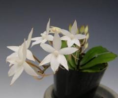 󥮥 ӥAergs.bilobaڲ֤ʤ