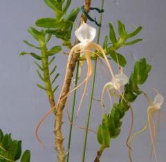 ���󥰥쥫�� ��⥵�� ���ԥ���Angcm.ramosum var. typicum�ڲ֤ʤ�����