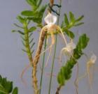 ���󥰥쥫�� ��⥵�� ���ԥ���<BR>Angcm.ramosum var. typicum�ڲ֤ʤ�����